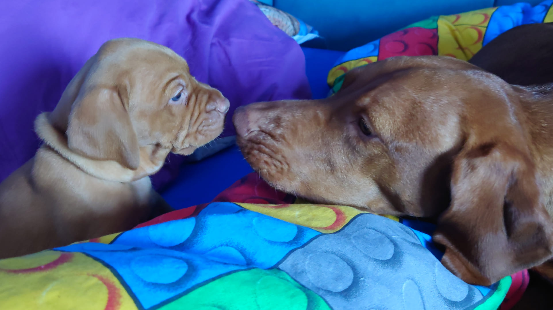 Hodowla wyżła węgierskiego Gdynia.