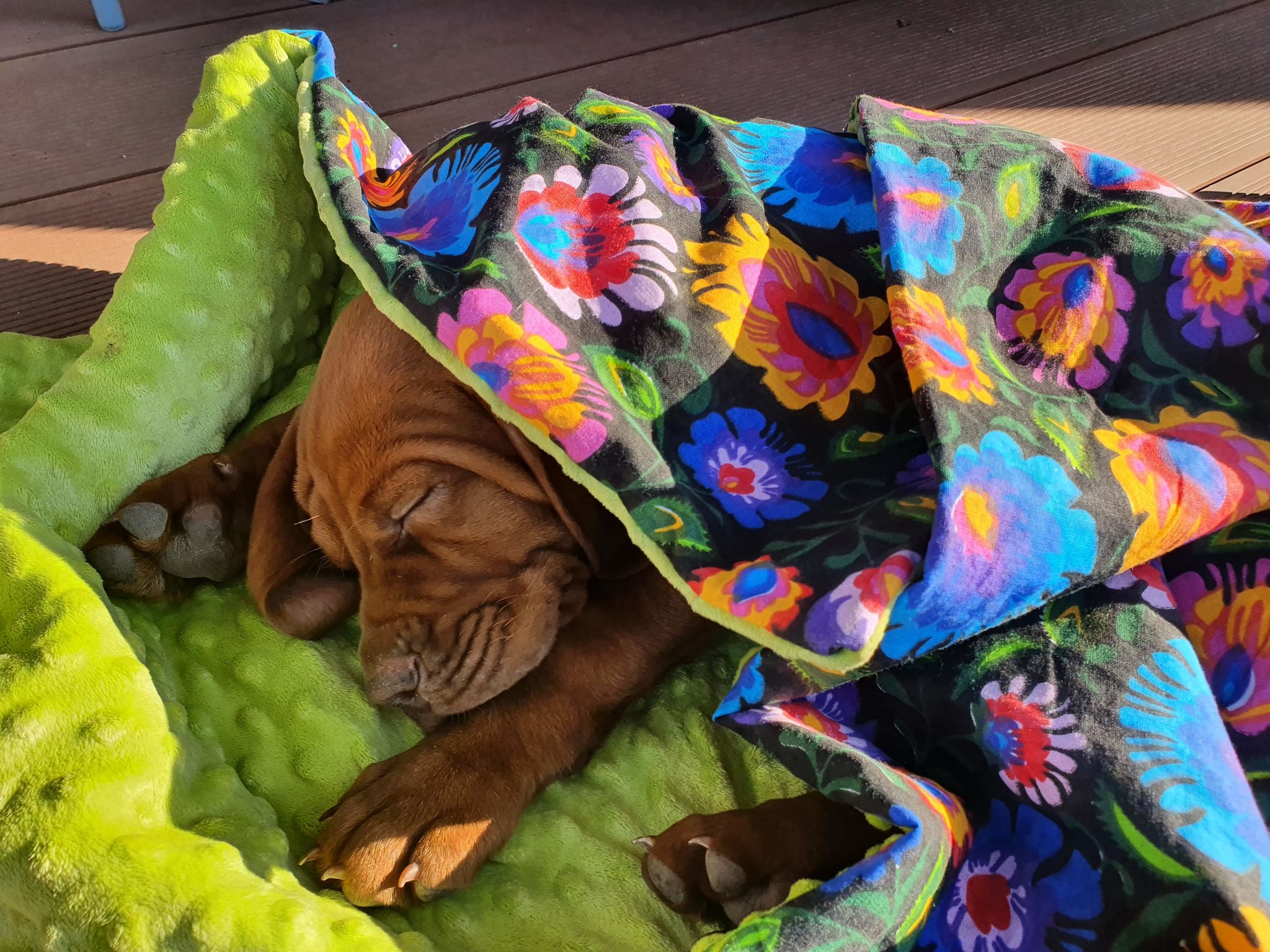 Szczeniak z hodowli wyżla węgierskiego.